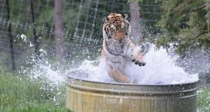 A wild tiger splashing water in a metal tub in a lush green outdoor setting.
