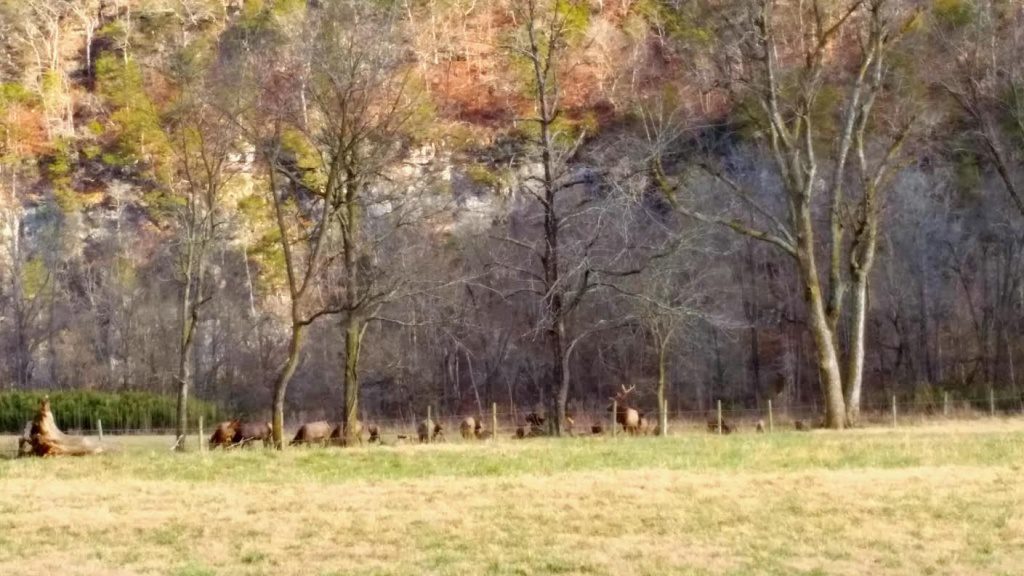 buffalo-river-elk