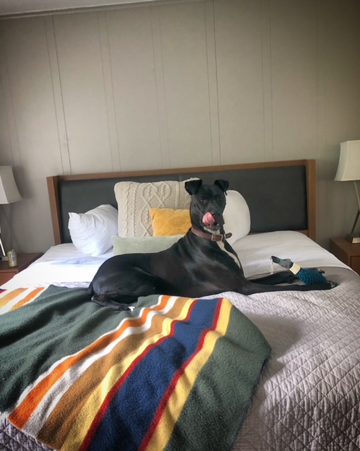 Pet-Friendly Eureka Springs