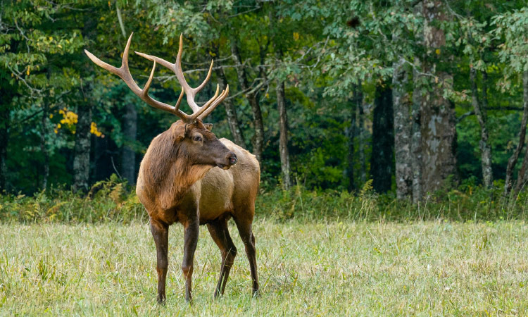 ponca-education-center Elk at the Ponca Education Center
