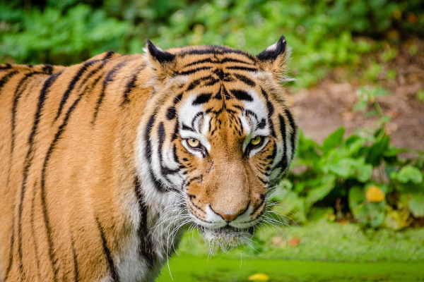 attractions-in-eureka-springs-turpentine-creek
