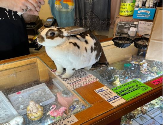 Eureka Springs Shops for Kids 