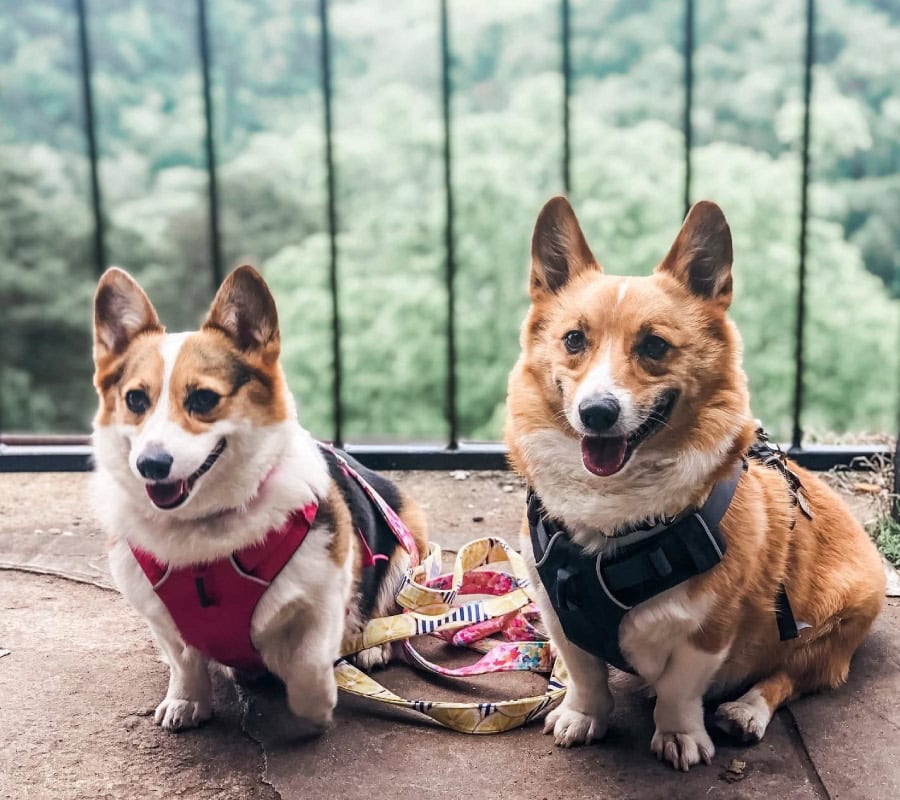  Family and Pet Friendly Locations in Eureka Springs